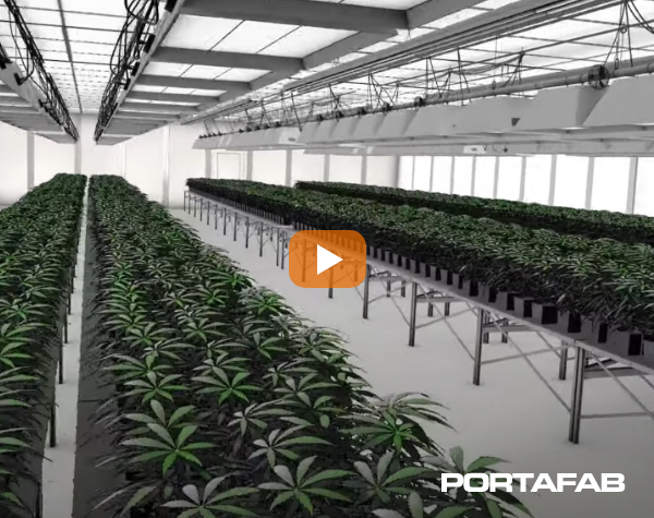 cannabis cultivation rooms video thumbnail